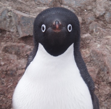 Adelie Penguin